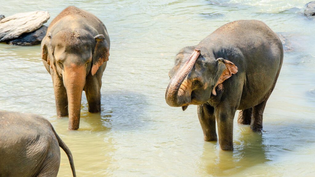 Phuket Nature Reserve Elephant Habitat