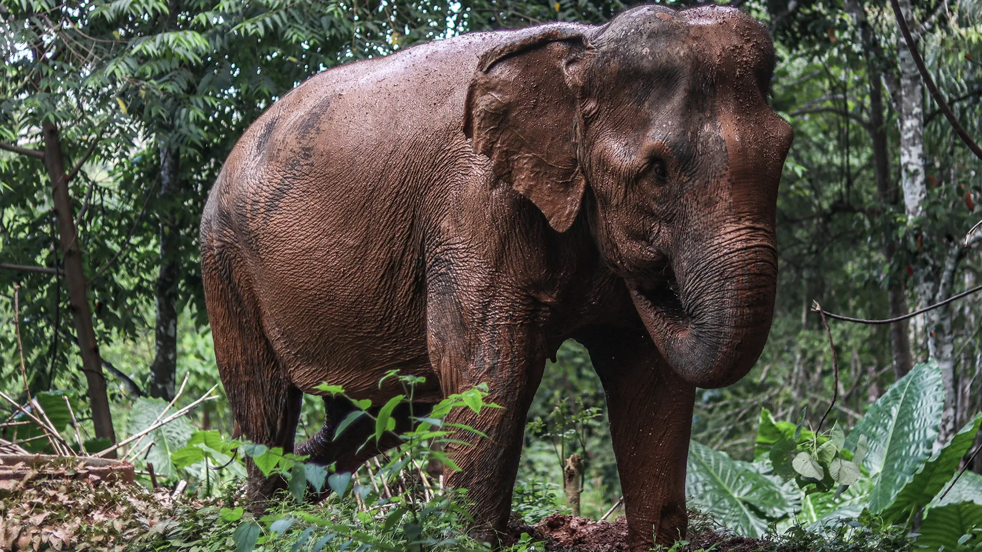 Phuket Elephant Nature Reserve - Bow