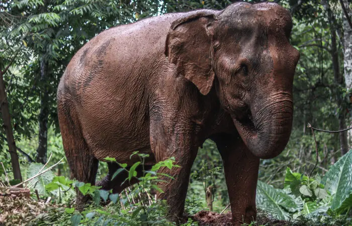 An elephant feeds on grass amid a lush jungle at Phuket Elephant Nature Reserve, a leader in ethical Phuket elephant experiences.