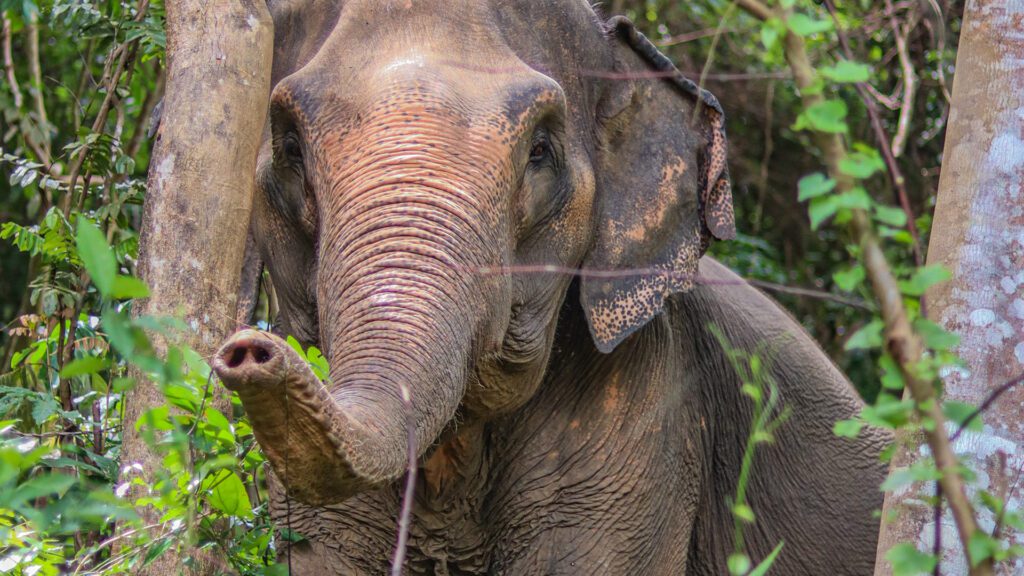 Morning with Phuket Elephant Nature Reserve's Elephants