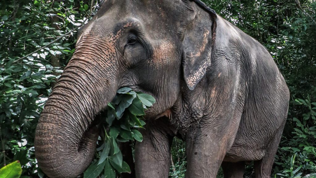 Morning with Phuket Elephant Nature Reserve's Elephants