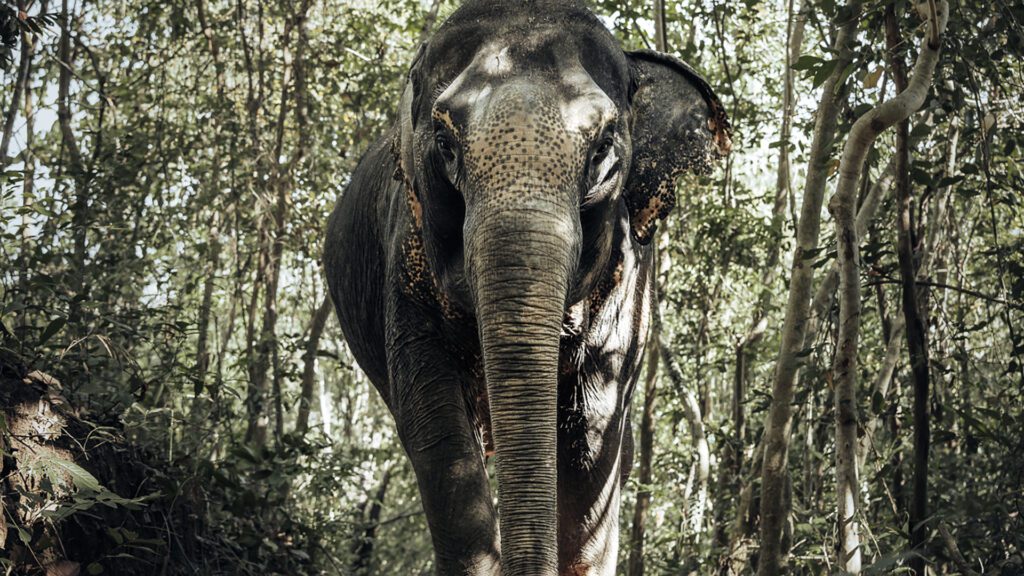 Elephant in Phuket Sanctuary