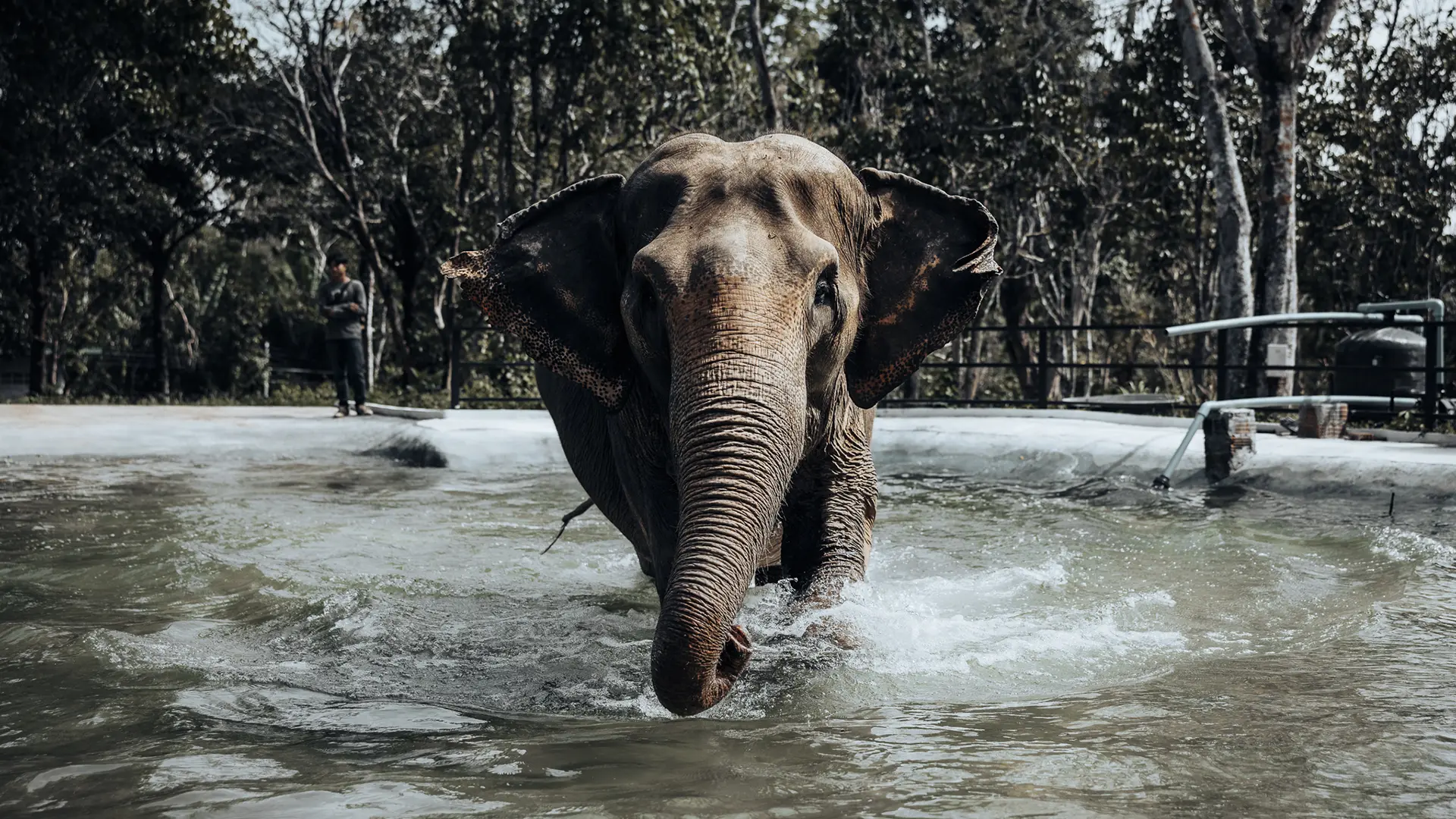 Elephant playing in water in Phuket