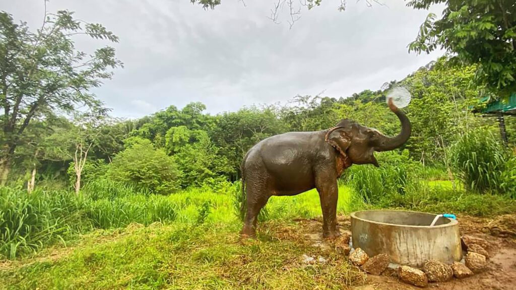 Elephant bathing in Jungle