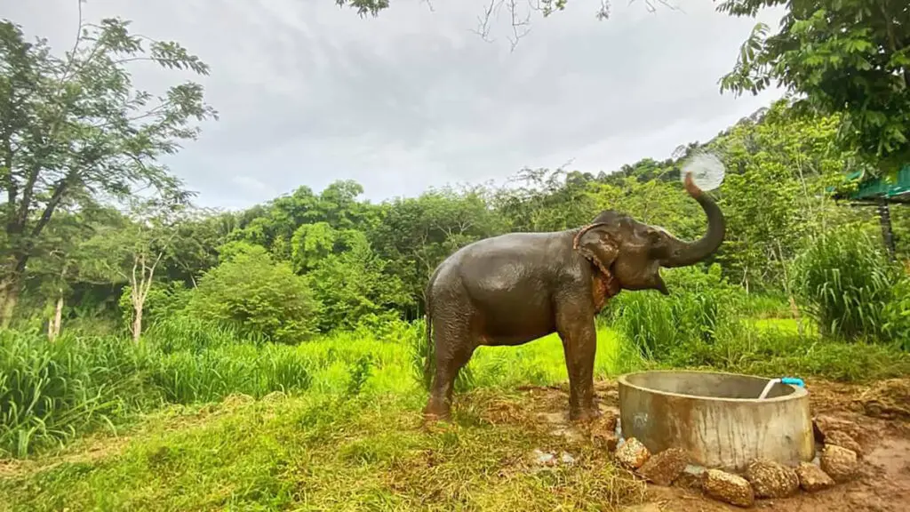 4 Things You Should Know About Elephants in Thailand [2024]