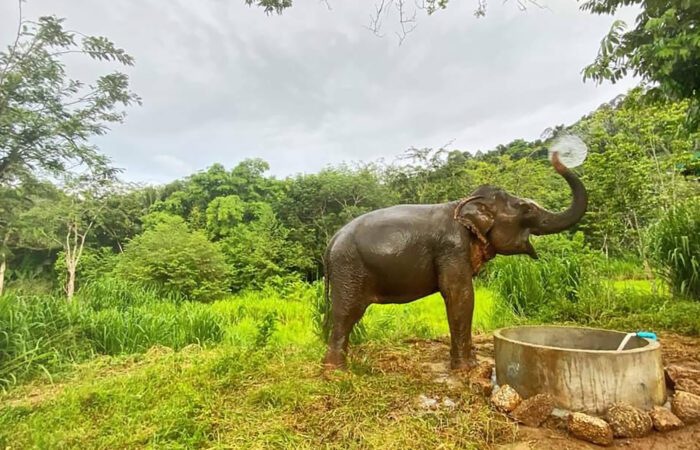 Elephant bathing in Jungle