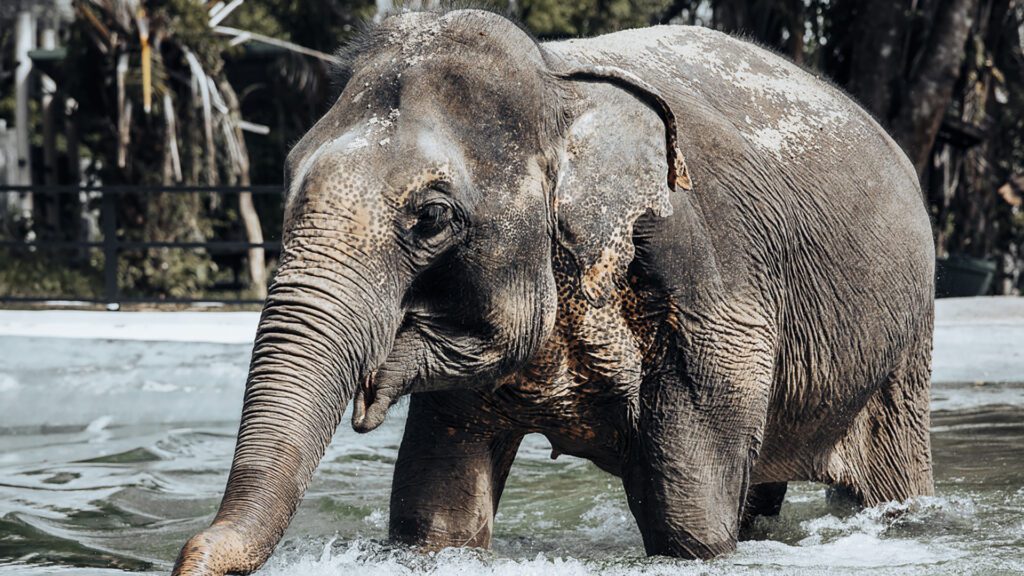 Elephant in Hydrotherapy pool