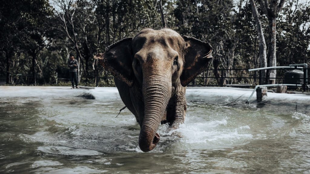 Elephant bathing in pool