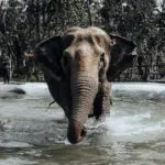 Elephant bathing in pool