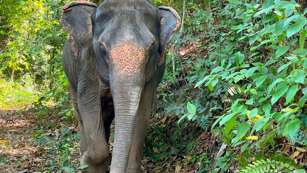 Morning with Phuket Elephant Nature Reserve's Elephants