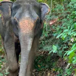 Elephant in Jungle