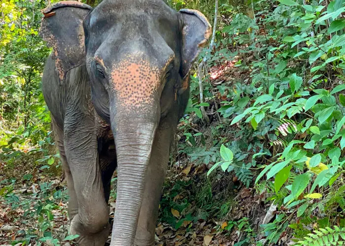 Elephant in Jungle