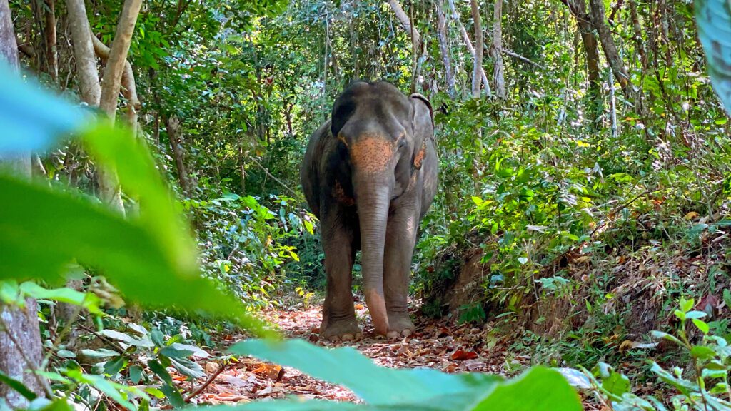 Elephant in Jungle