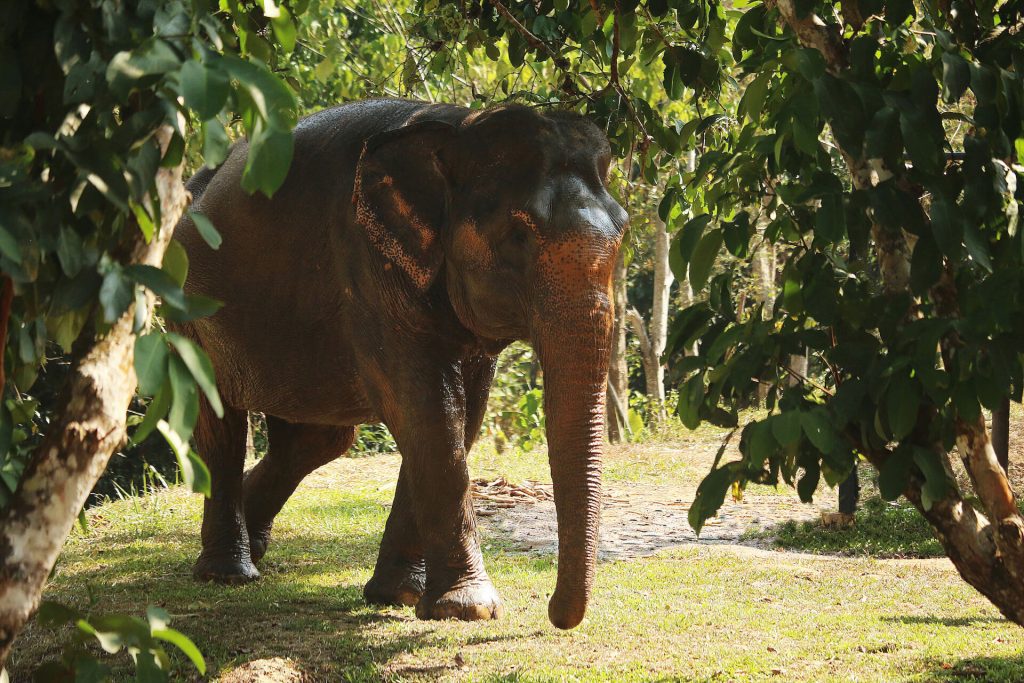 Bow walking at the Phuket Elephant Nature Reserve