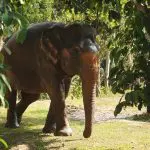 Bow walking at the Phuket Elephant Nature Reserve