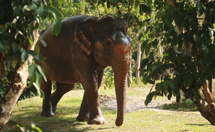 Bow walking at the Phuket Elephant Nature Reserve