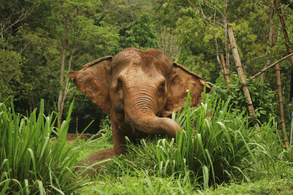 Morning with Phuket Elephant Nature Reserve's Elephants