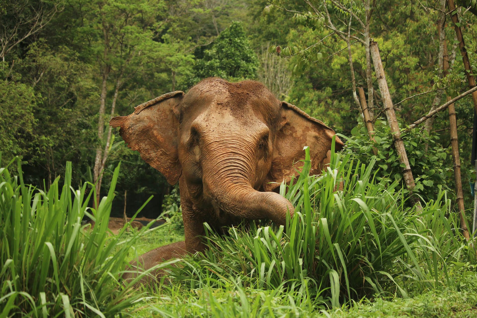 Phuket Elephant Nature Reserve elephant: Bow