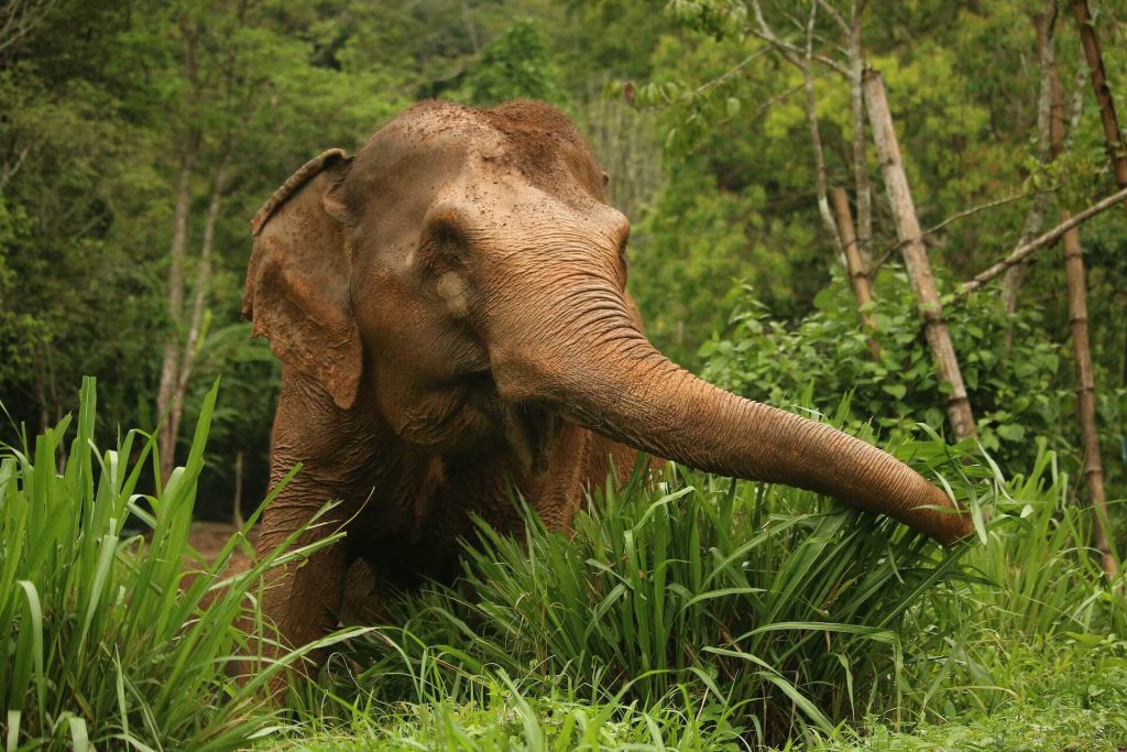 Morning with Phuket Elephant Nature Reserve's Elephants