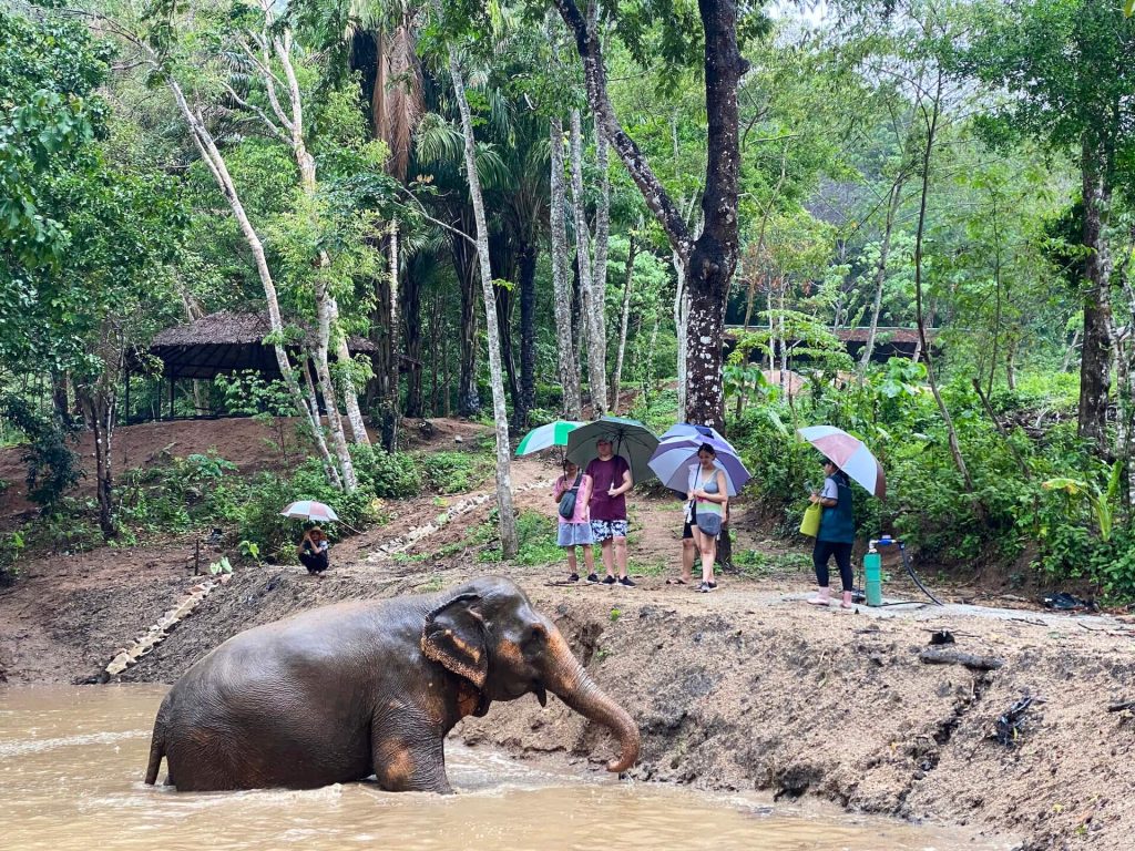 Morning with Phuket Elephant Nature Reserve's Elephants