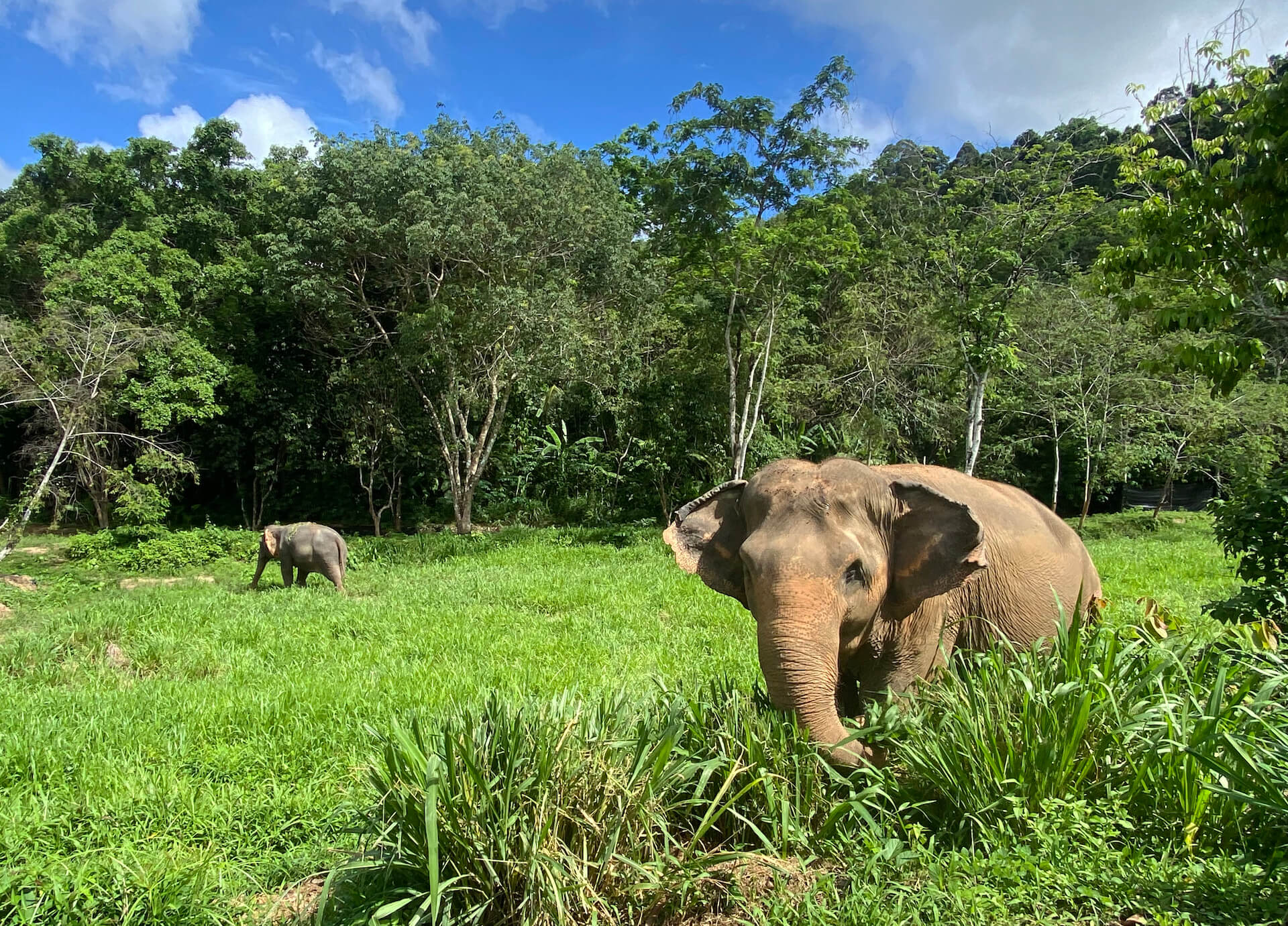 2 elephant in greenry jungle