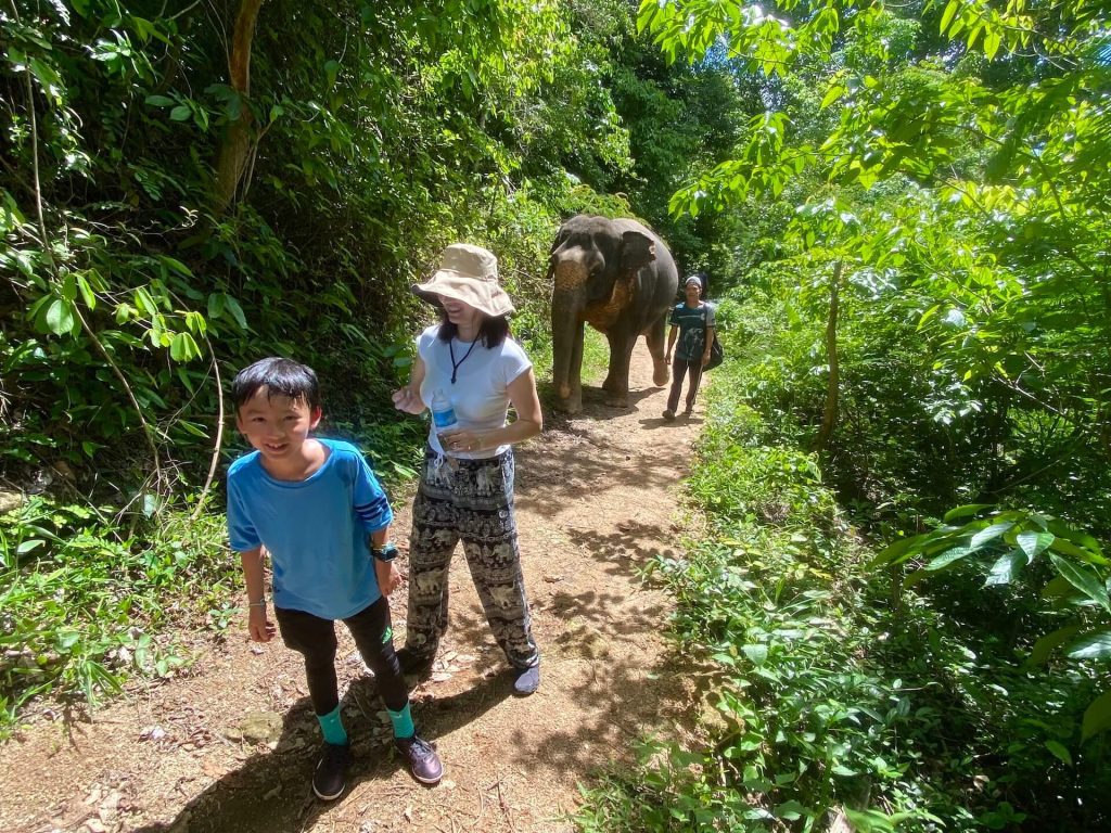 Morning with Phuket Elephant Nature Reserve's Elephants