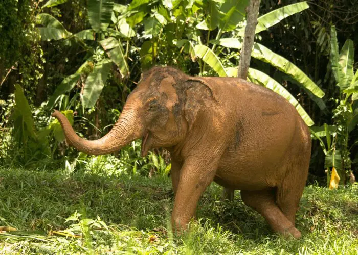 elephant safari phuket thailand