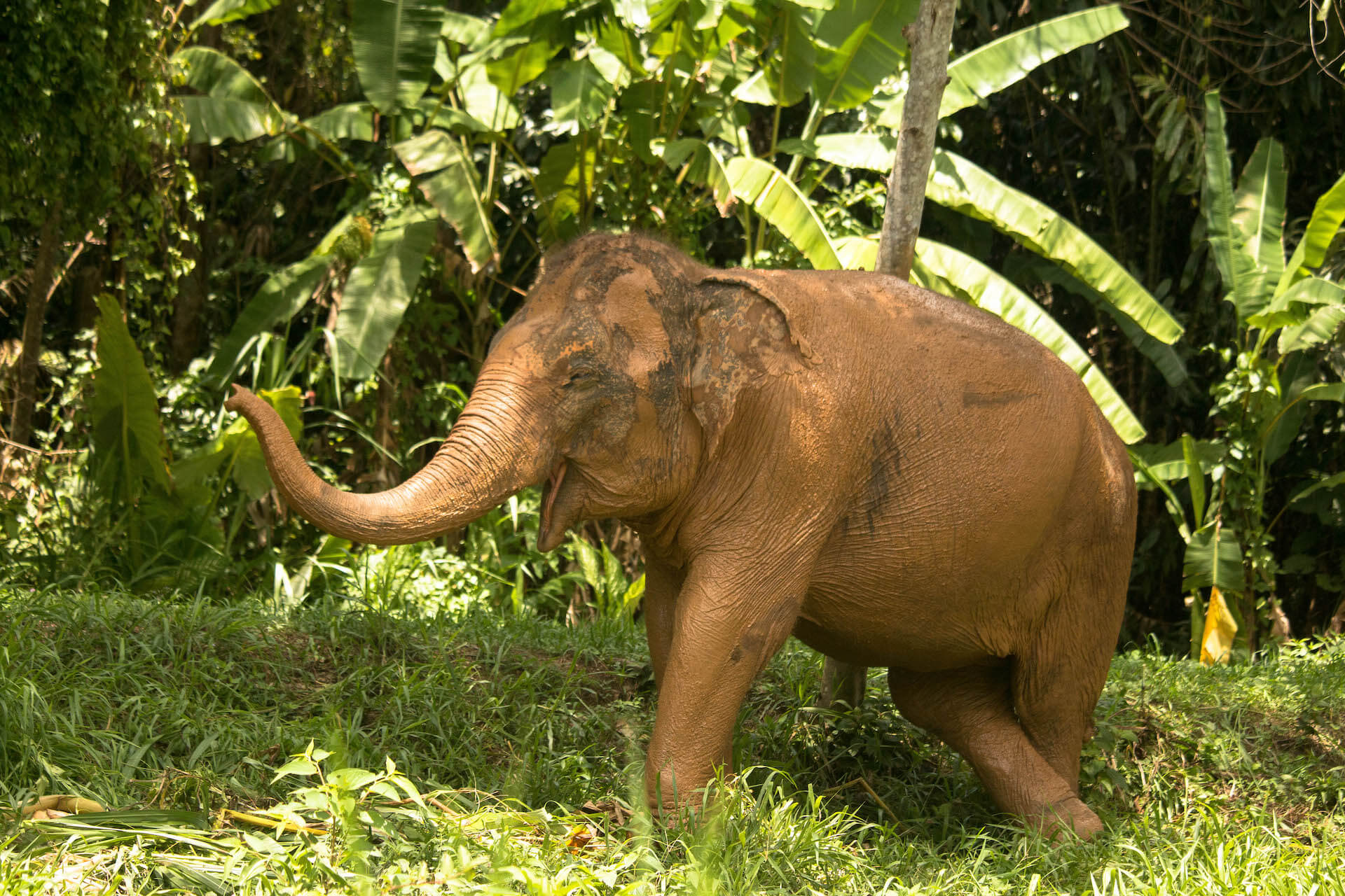 Morning with Phuket Elephant Nature Reserve's Elephants