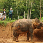 Phuket Elephant Nature Reserve 47
