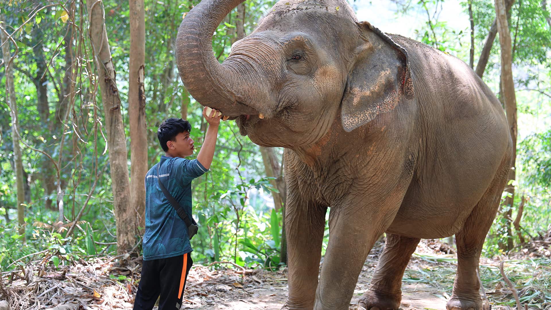 A man stands beside a large elephant in a forested area, reaching up to touch the elephant’s trunk.