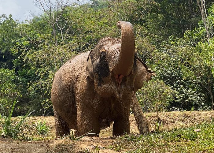 An elephant stands on a dirt patch in front of dense green foliage, raising its trunk upwards.