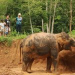 A group of people stands on an earth ledge watching a mud-covered elephant with its trunk raised in a forested area. A group of people stands on an earth ledge watching a mud-covered elephant with its trunk raised in a forested area.