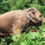 An adult elephant stands amid dense green foliage, facing right and partially obscured by plants, with sunlight highlighting its textured skin. An adult elephant stands amid dense green foliage, facing right and partially obscured by plants, with sunlight highlighting its textured skin.