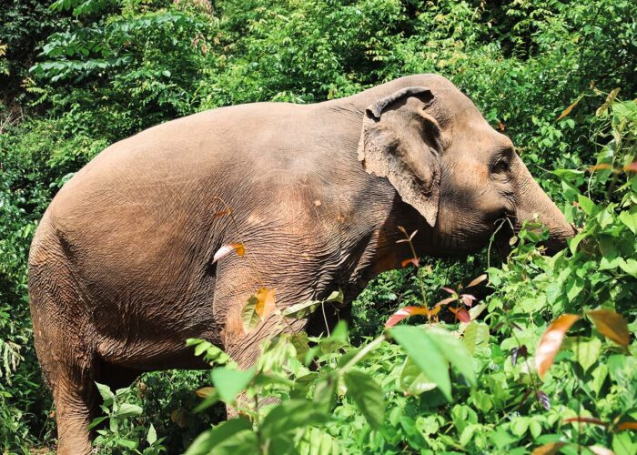 An adult elephant stands amid dense green foliage, facing right and partially obscured by plants, with sunlight highlighting its textured skin.